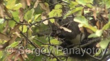 Video of Eurasian red squirrel - Eurasian red squirrel in the  autumn forest